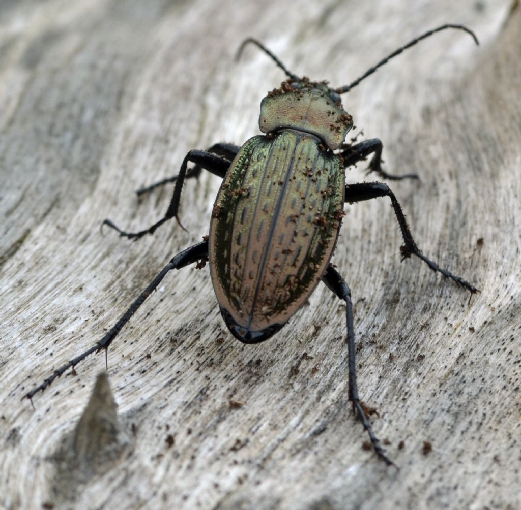 Carabus cancellatus, Carabidae